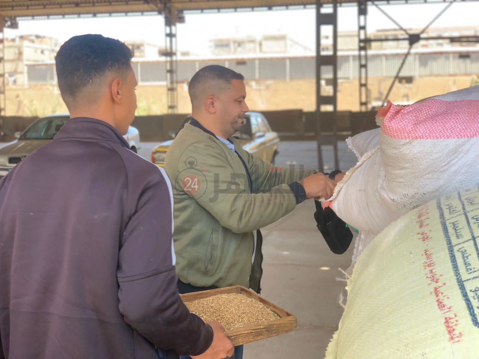 موسم توريد القمح ببورسعيد 