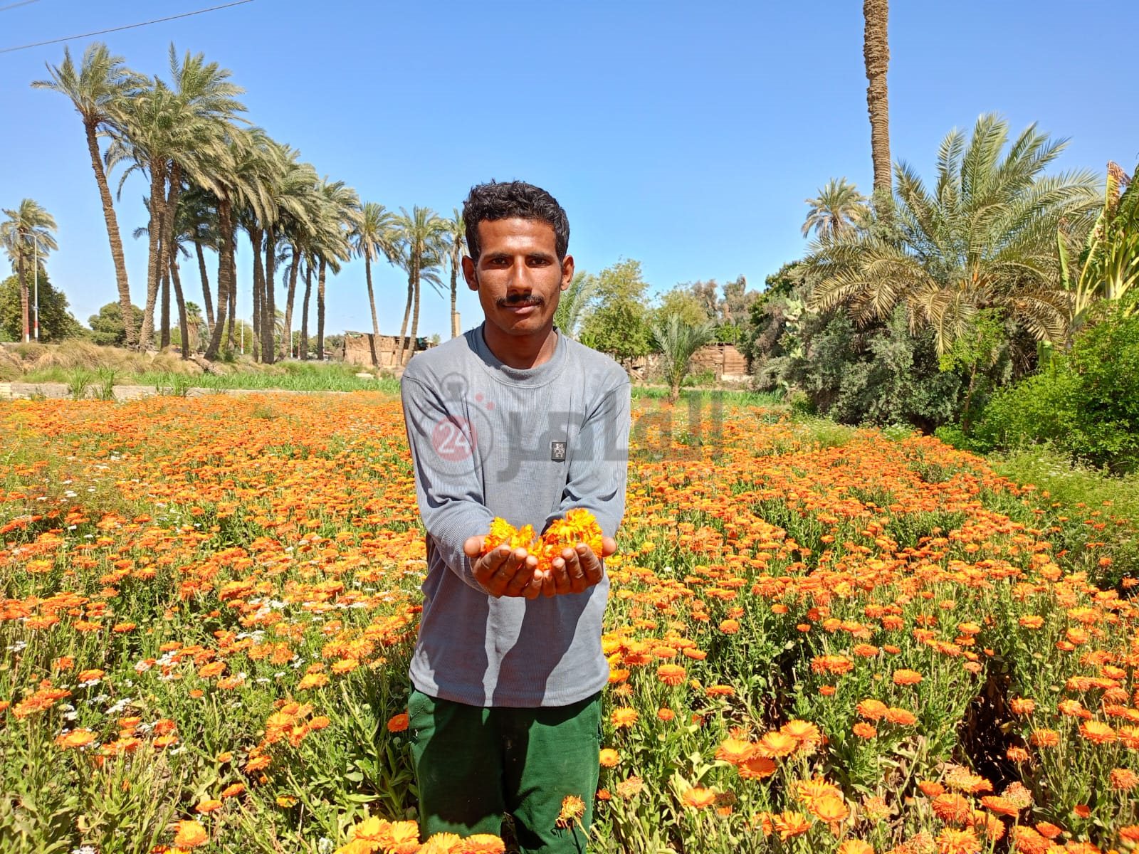 حصاد محصول عباد القمر 