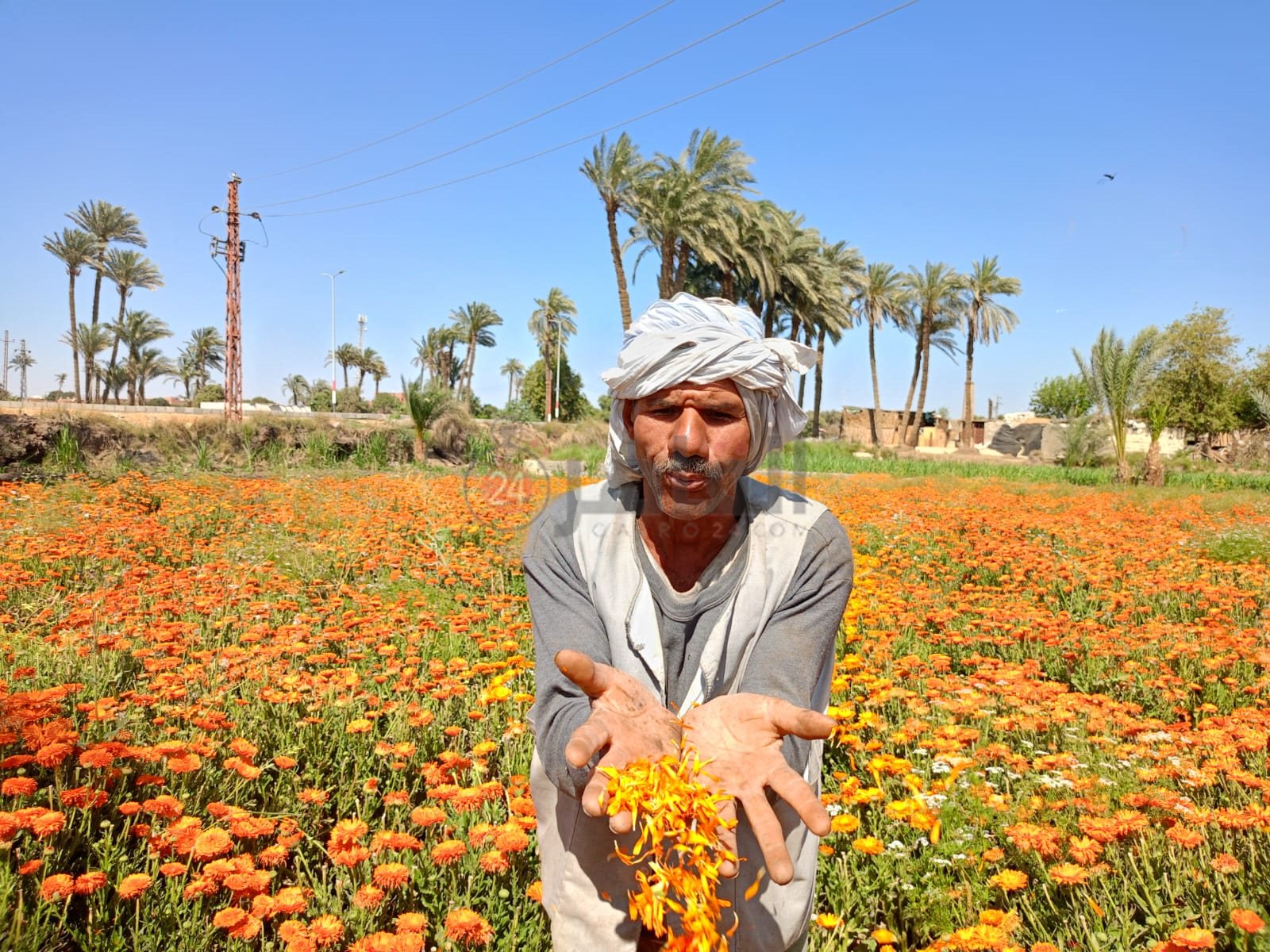 حصاد محصول عباد القمر 
