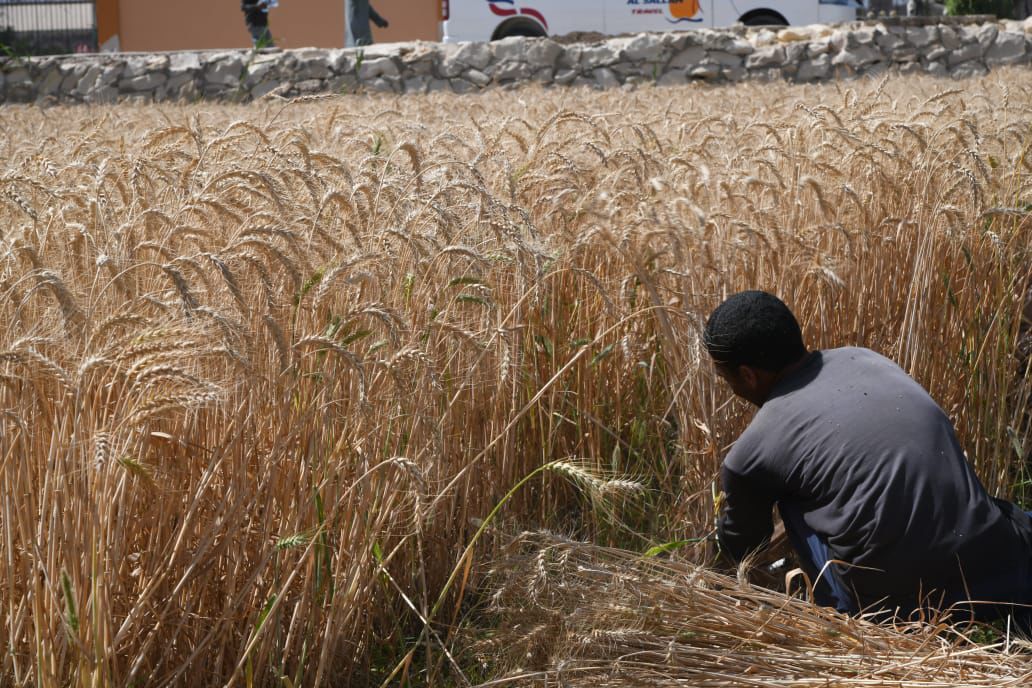 محافظ الفيوم يفتتح موسم حصاد القمح