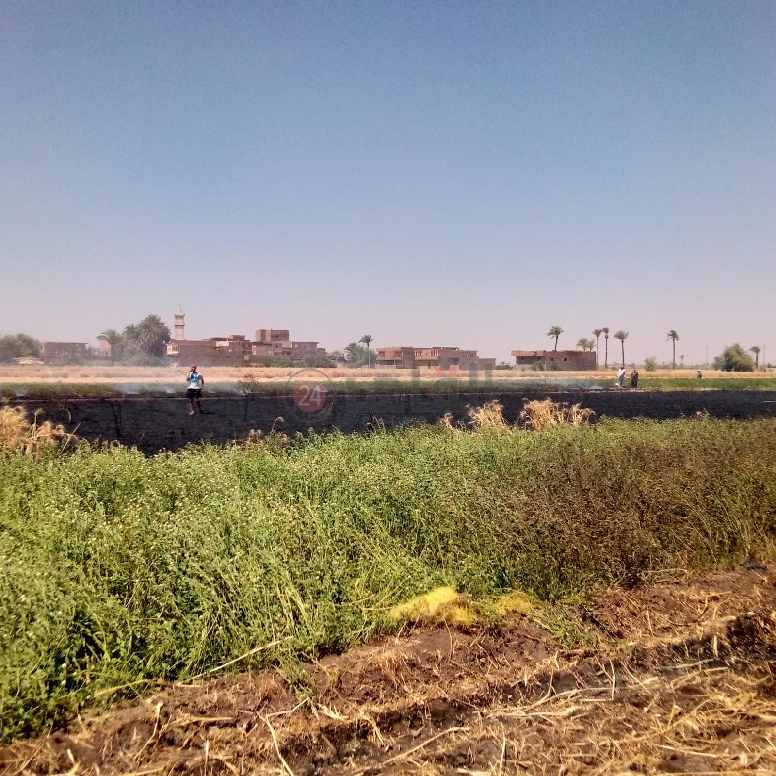 اندلاع حريق بالقمح بأسيوط