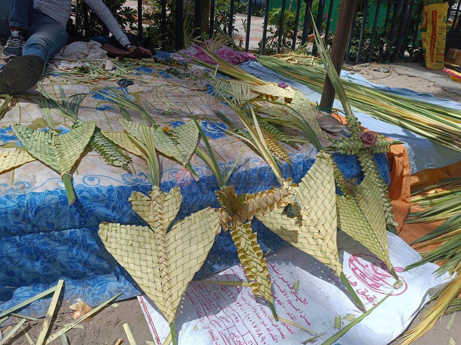 انتشار السعف بشوارع الإسكندرية