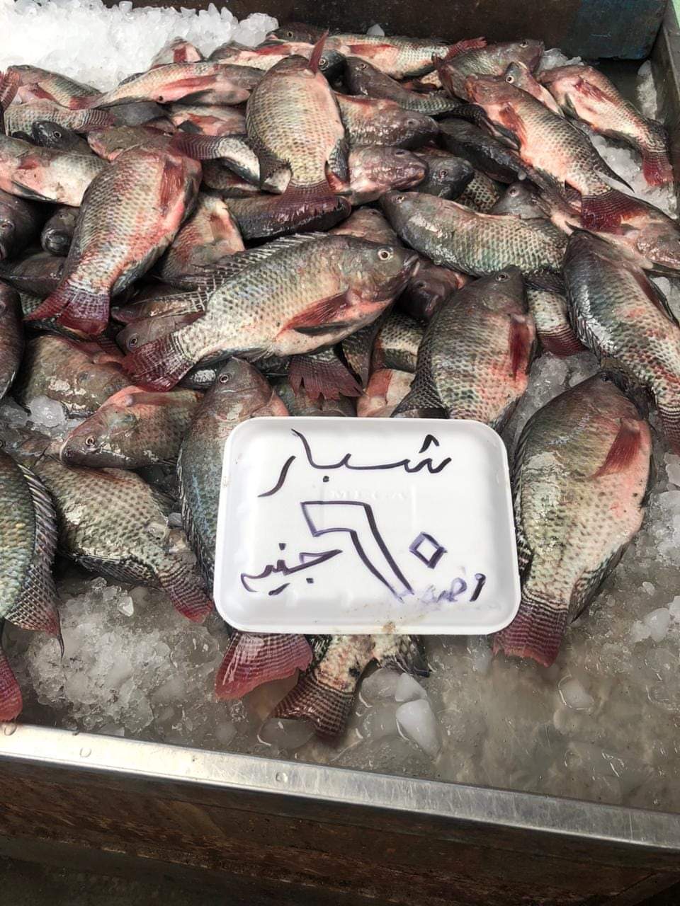 مقاطعة الأسماك ببورسعيد