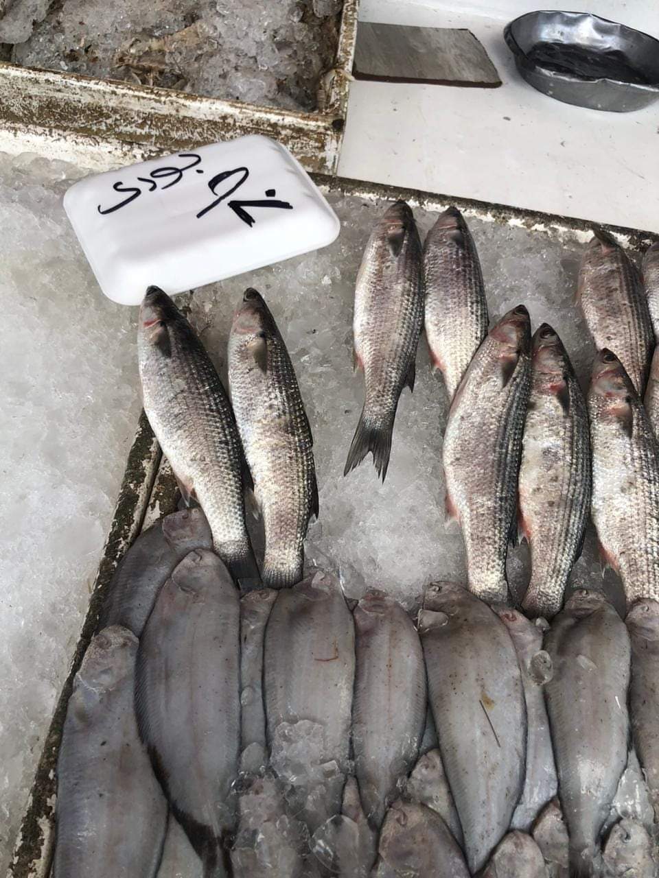 مقاطعة الأسماك ببورسعيد