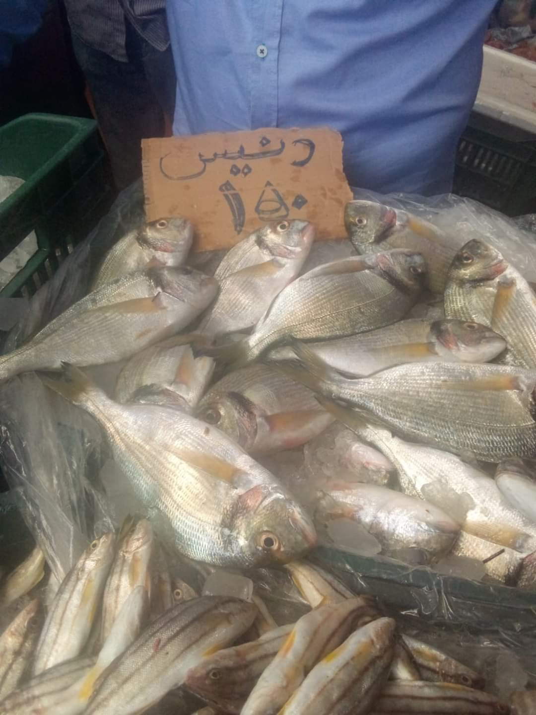 مقاطعة الأسماك ببورسعيد