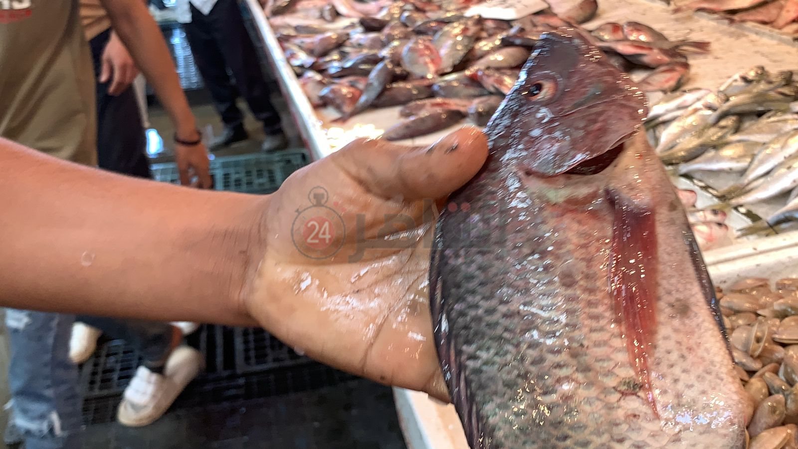 سوق الأسماك ببورسعيد 