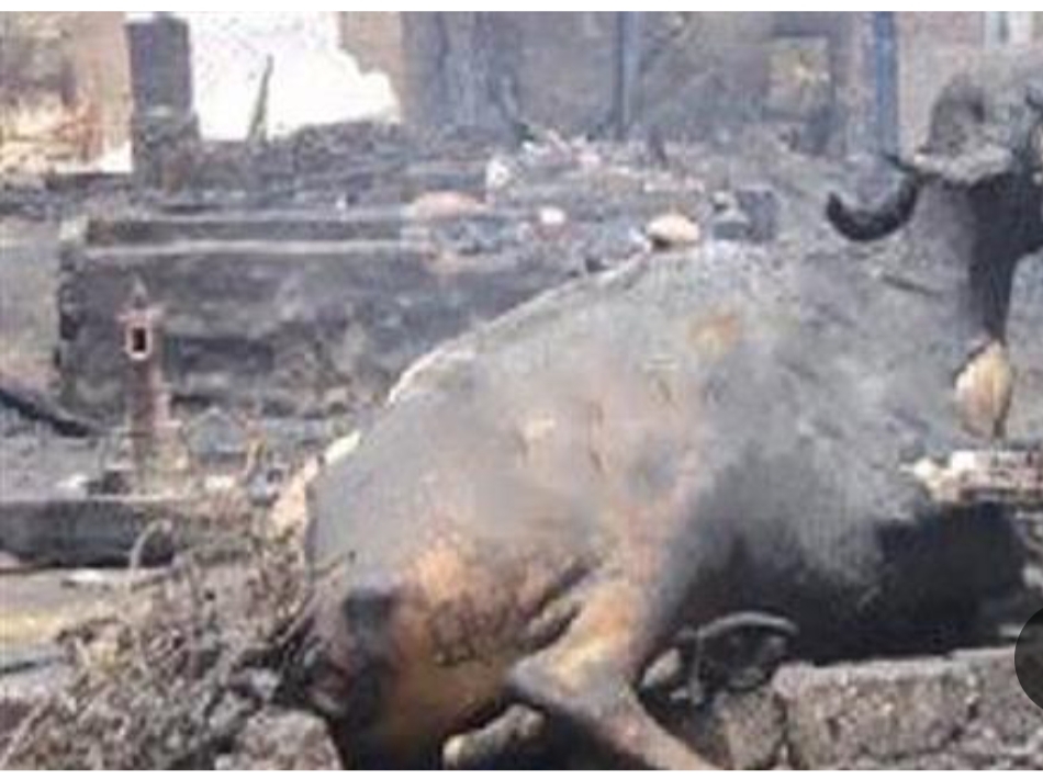 ماكينة توليد كهرباء تتسبب في حريق بحظيرة ماشية بـ بالفيوم ونفوق 40 راس ماشيه