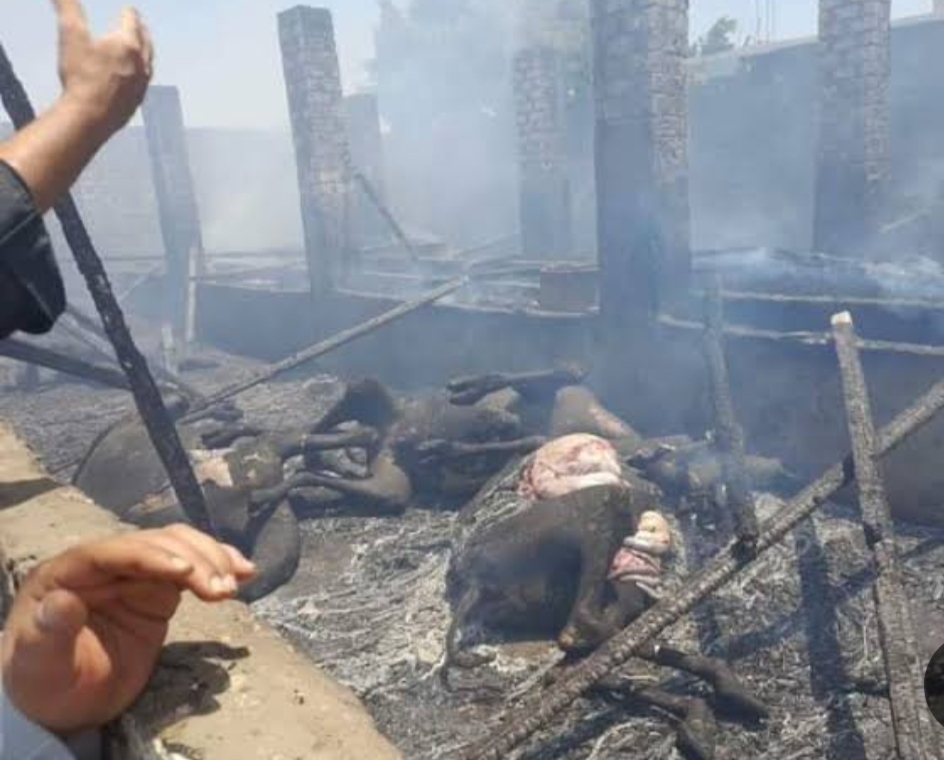 ماكينة توليد كهرباء تتسبب في حريق بحظيرة ماشية بـ بالفيوم ونفوق 40 راس ماشيه