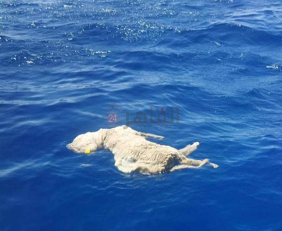 IMG_٢٠٢٤٠٦١٠_٢٢٠٤٠٤