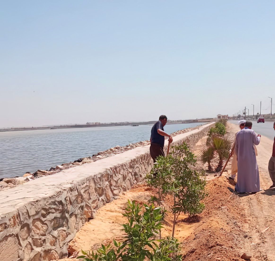 زراعة 51 ألف شجرة بالفيوم