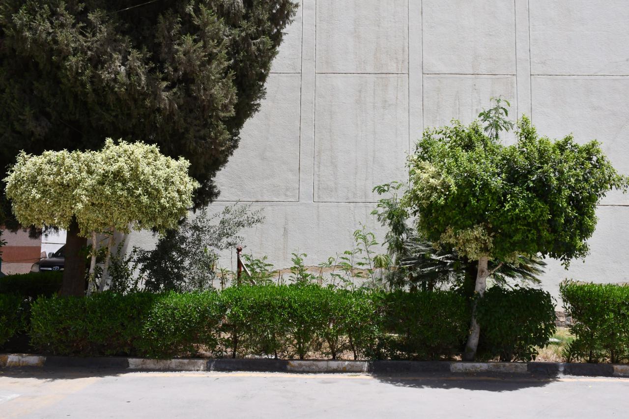 زراعة 51 ألف شجرة بالفيوم