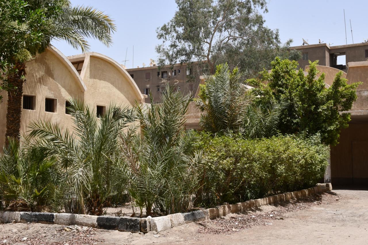 زراعة 51 ألف شجرة بالفيوم