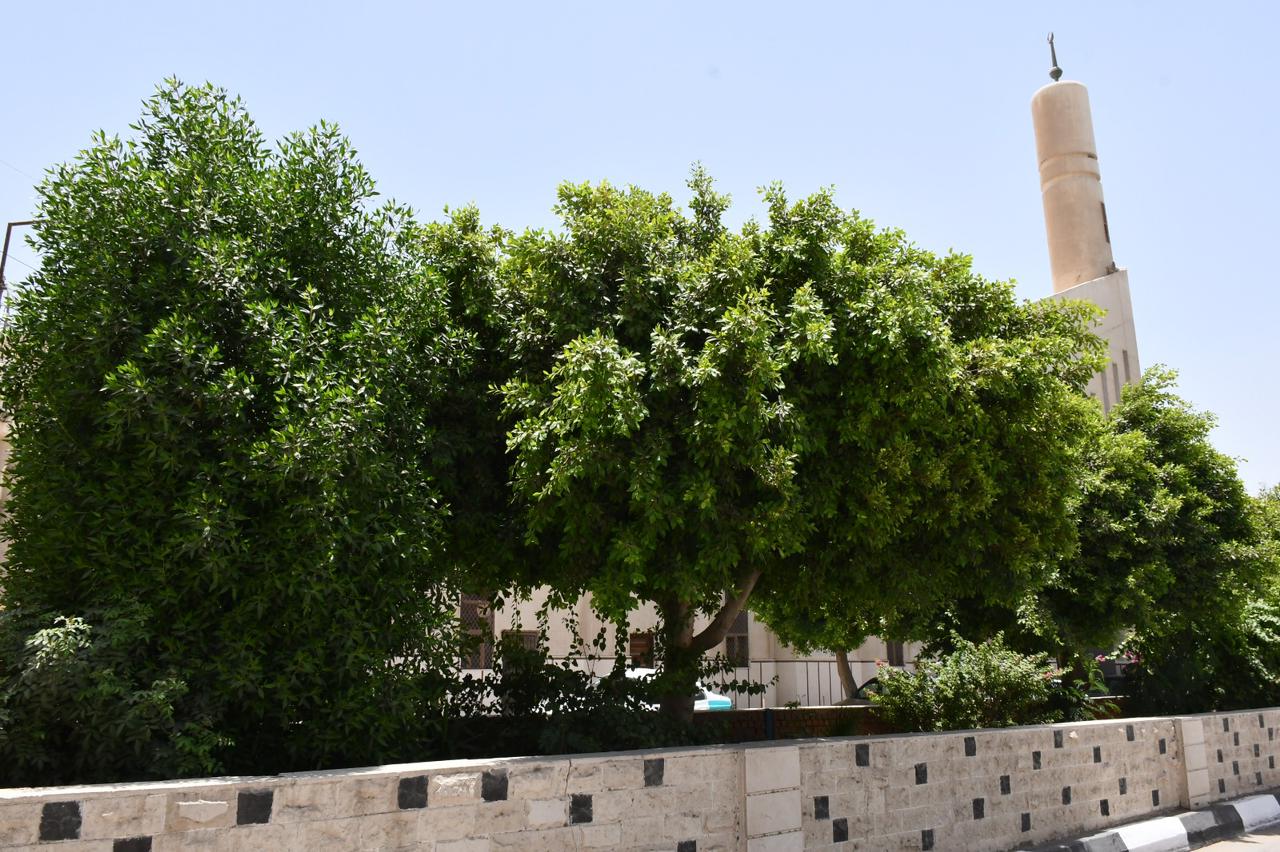 زراعة 51 ألف شجرة بالفيوم