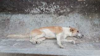 تفسير الكلب الابيض في المنام