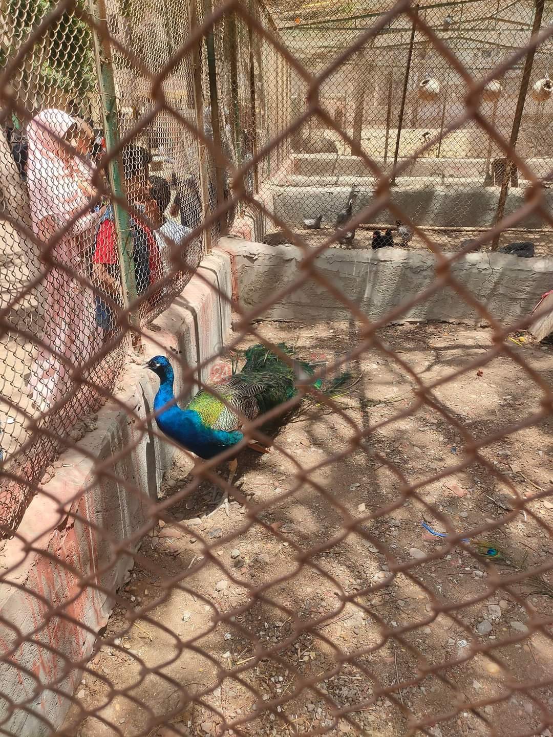 حديقة الحيوان بالفيوم 