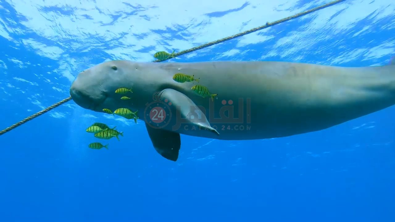 IMG_٢٠٢٤٠٦٢٠_٠٩٥٢٢٨٤٤