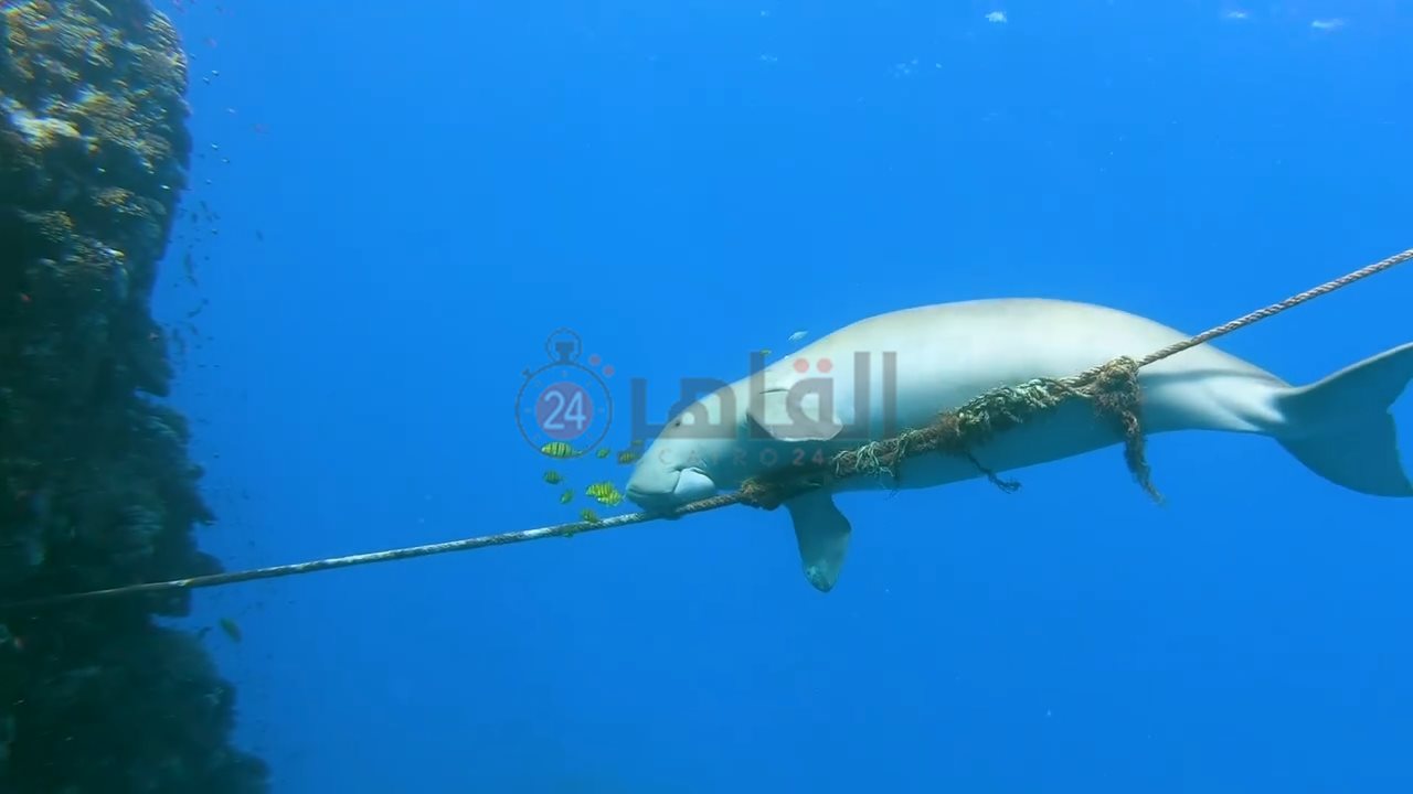 IMG_٢٠٢٤٠٦٢٠_٠٩٥٢٢١٦٥