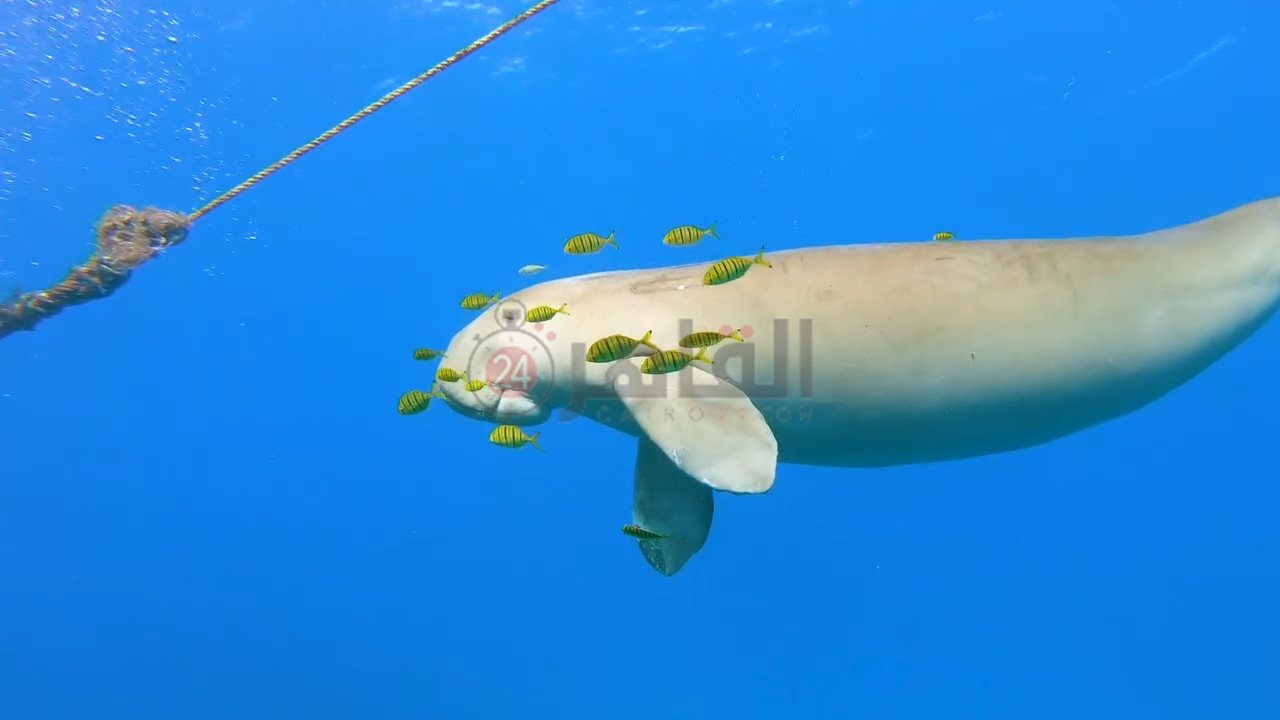 IMG_٢٠٢٤٠٦٢٠_٠٩٥٢٠٧٩٤