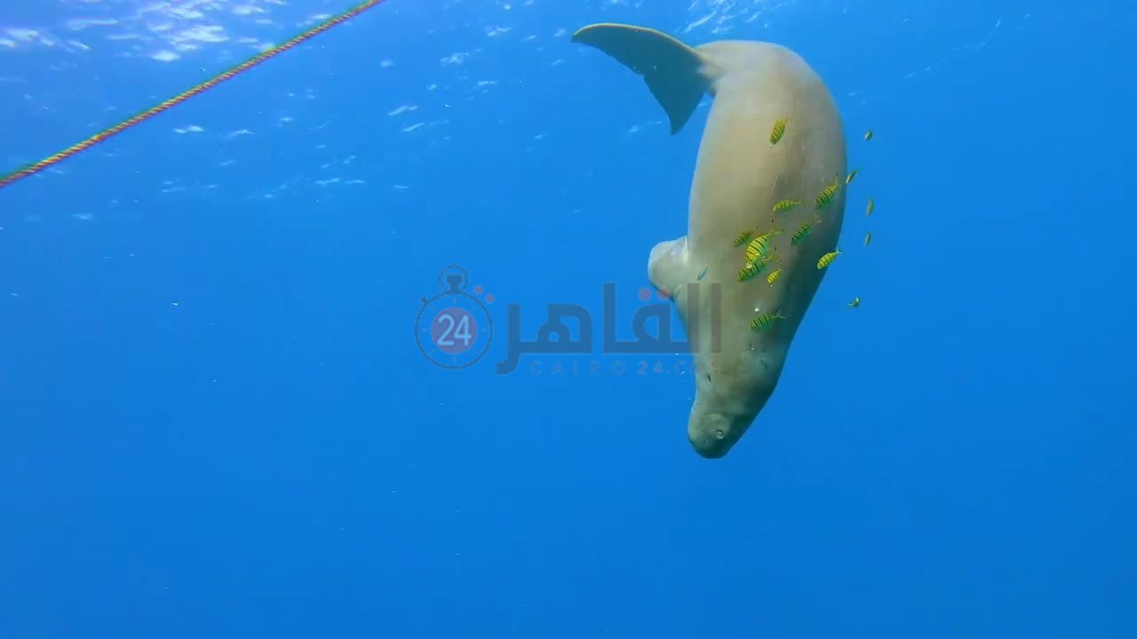 IMG_٢٠٢٤٠٦٢٠_٠٩٥١٥٩٤٤