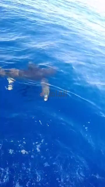 IMG_٢٠٢٤٠٧٠١_١٢٢٤٥٤٥٥