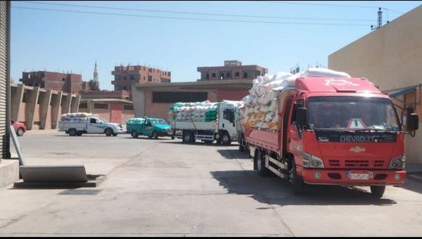 توريد القمح في الشرقية 2