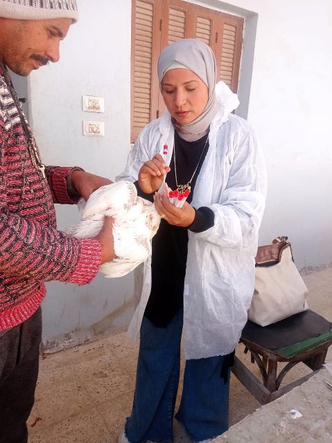 تحصين الطيور في الشرقية 02