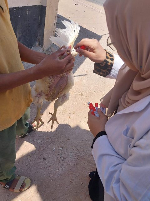 تحصين الطيور في الشرقية 03