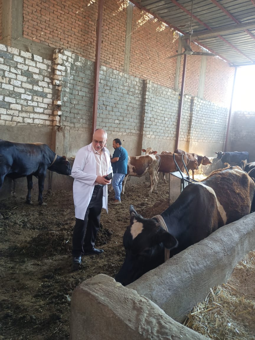 تحصين 166 ألف رأس ماشية ضد الحمى القلاعية بالفيوم