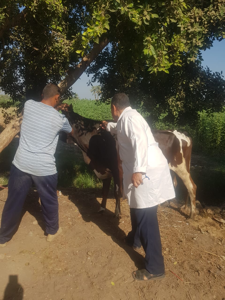 تحصين 166 ألف رأس ماشية ضد الحمى القلاعية بالفيوم