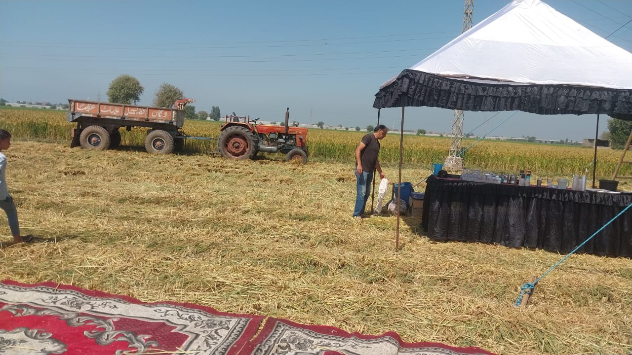 موسم حصاد الأرز في الشرقية 01