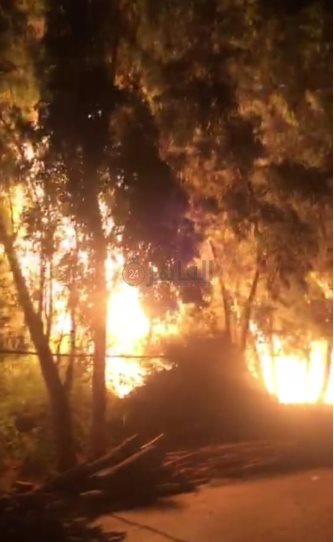 حريق أشجار 1 