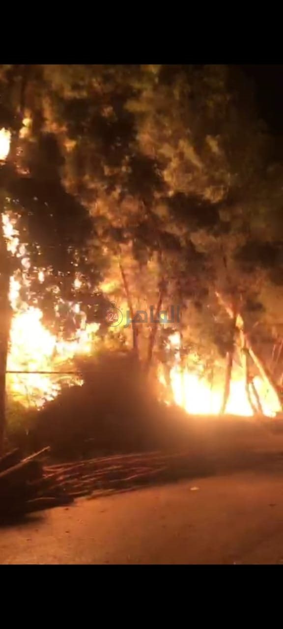 حريق أشجار