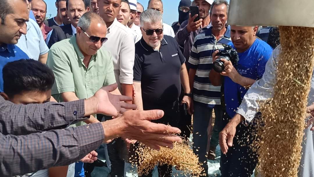 حصاد الارز ببورسعيد 