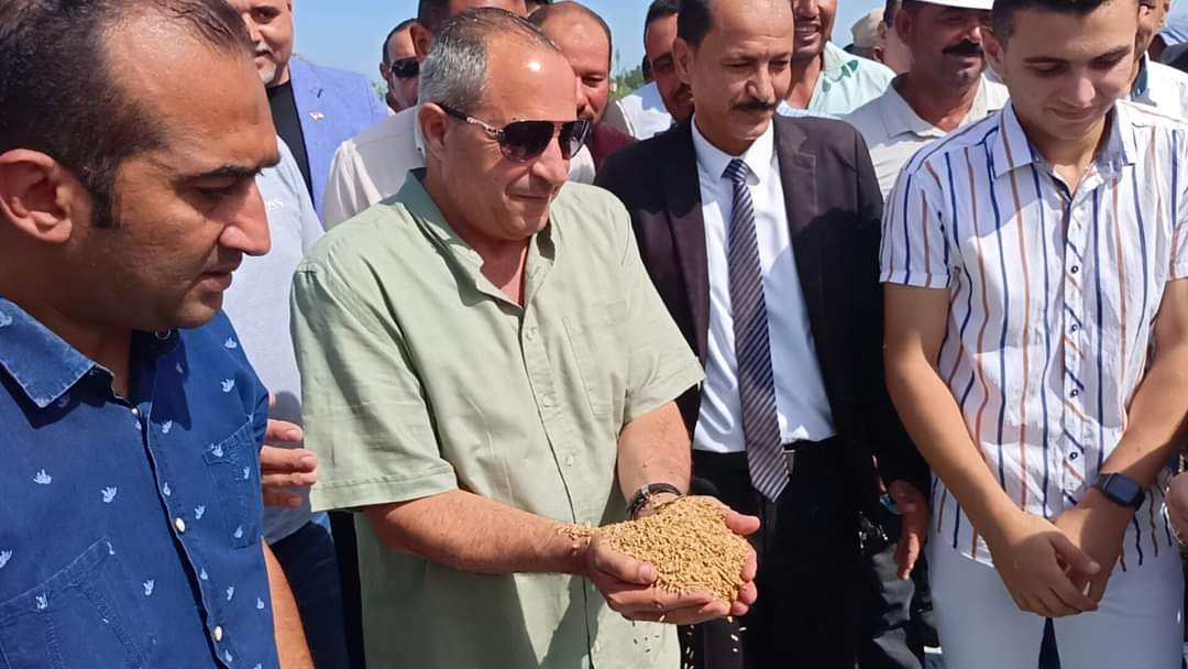 حصاد الارز ببورسعيد 