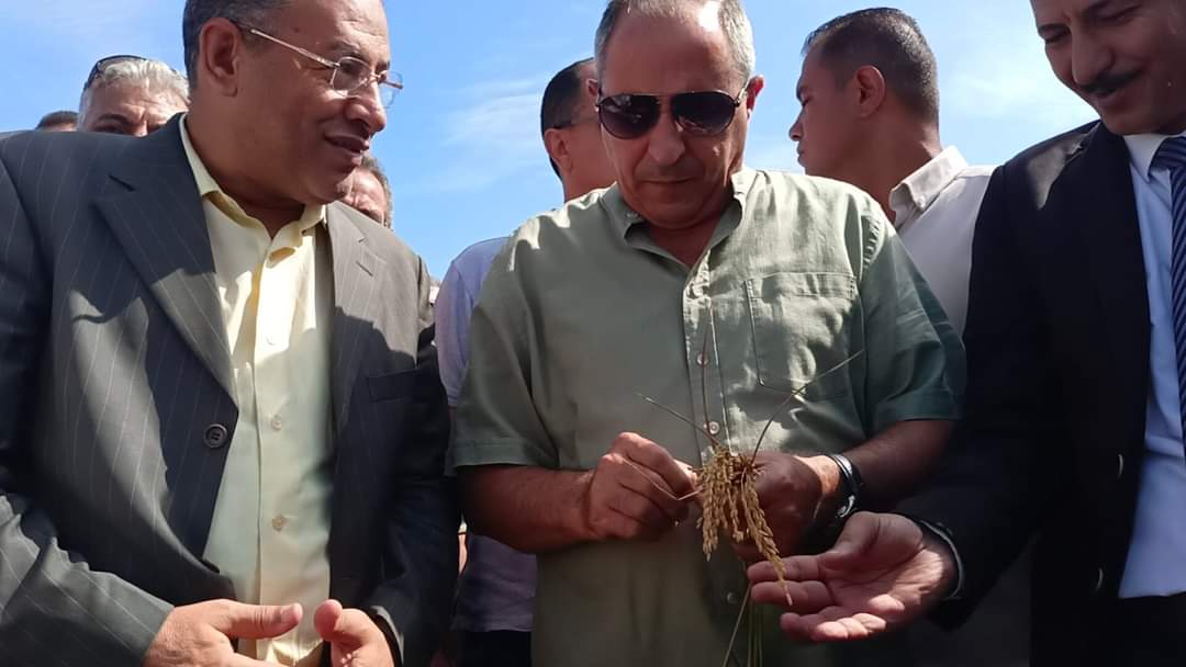 حصاد الارز ببورسعيد 