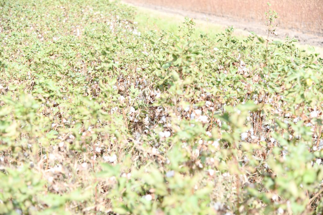 محافظ الفيوم يتفقد أعمال جني القطن بأحد الحقول بقرية رحمي