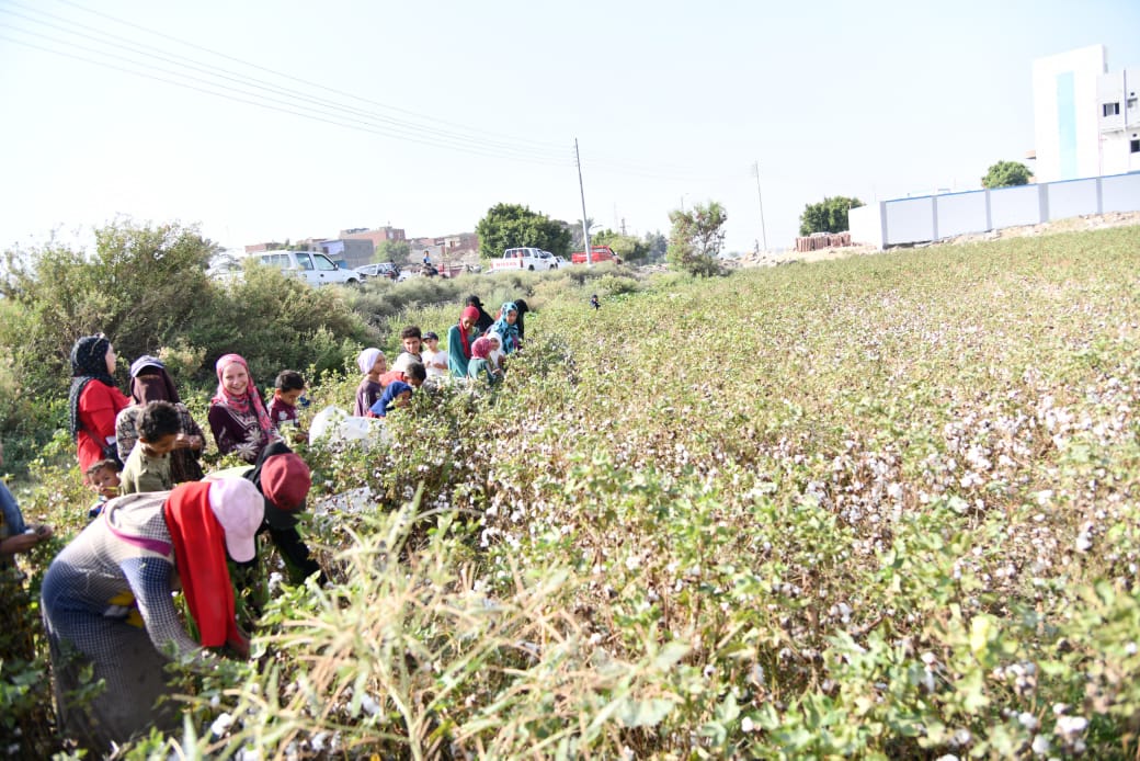 محافظ الفيوم يتفقد أعمال جني القطن بأحد الحقول بقرية رحمي