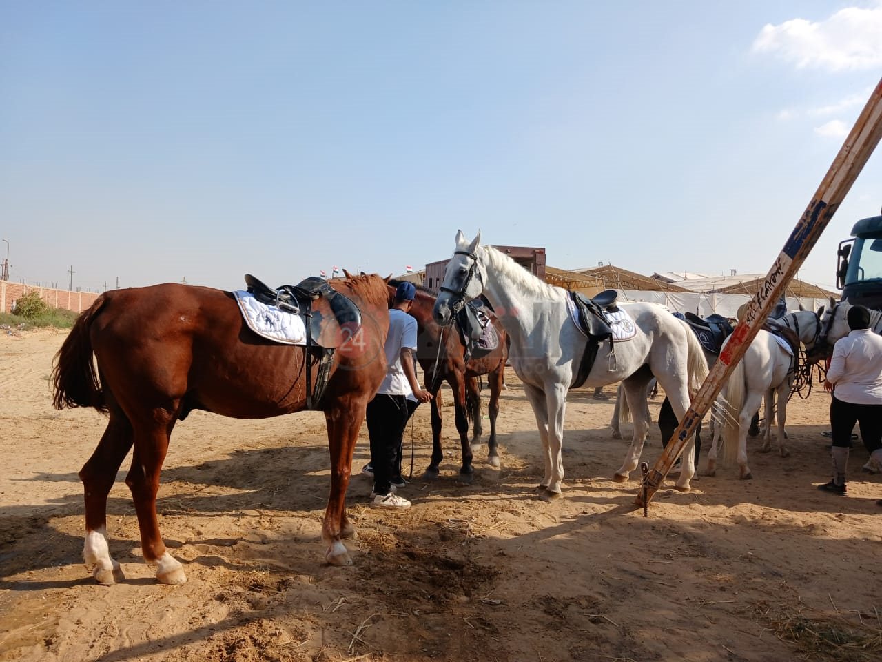 الخيول تستعد للمشاركة في مسابقة الجمال بالشرقية 01