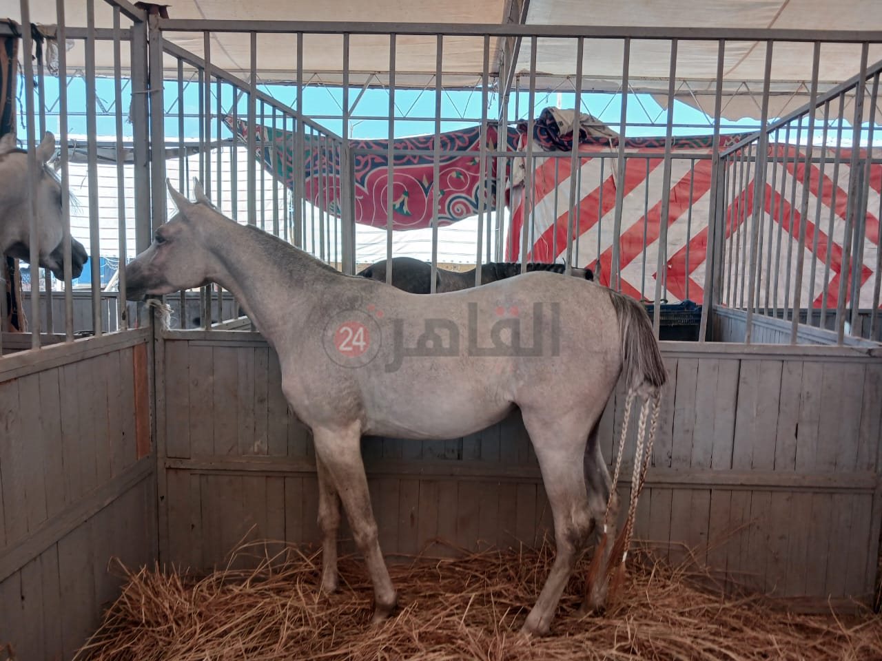 الخيول تستعد للمشاركة في مسابقة الجمال بالشرقية 03