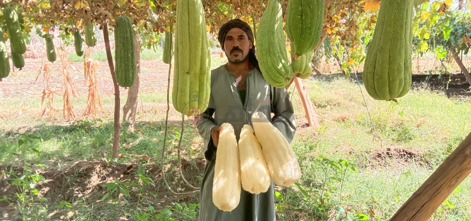 زراعات نادرة .. تغنيك في سنة 