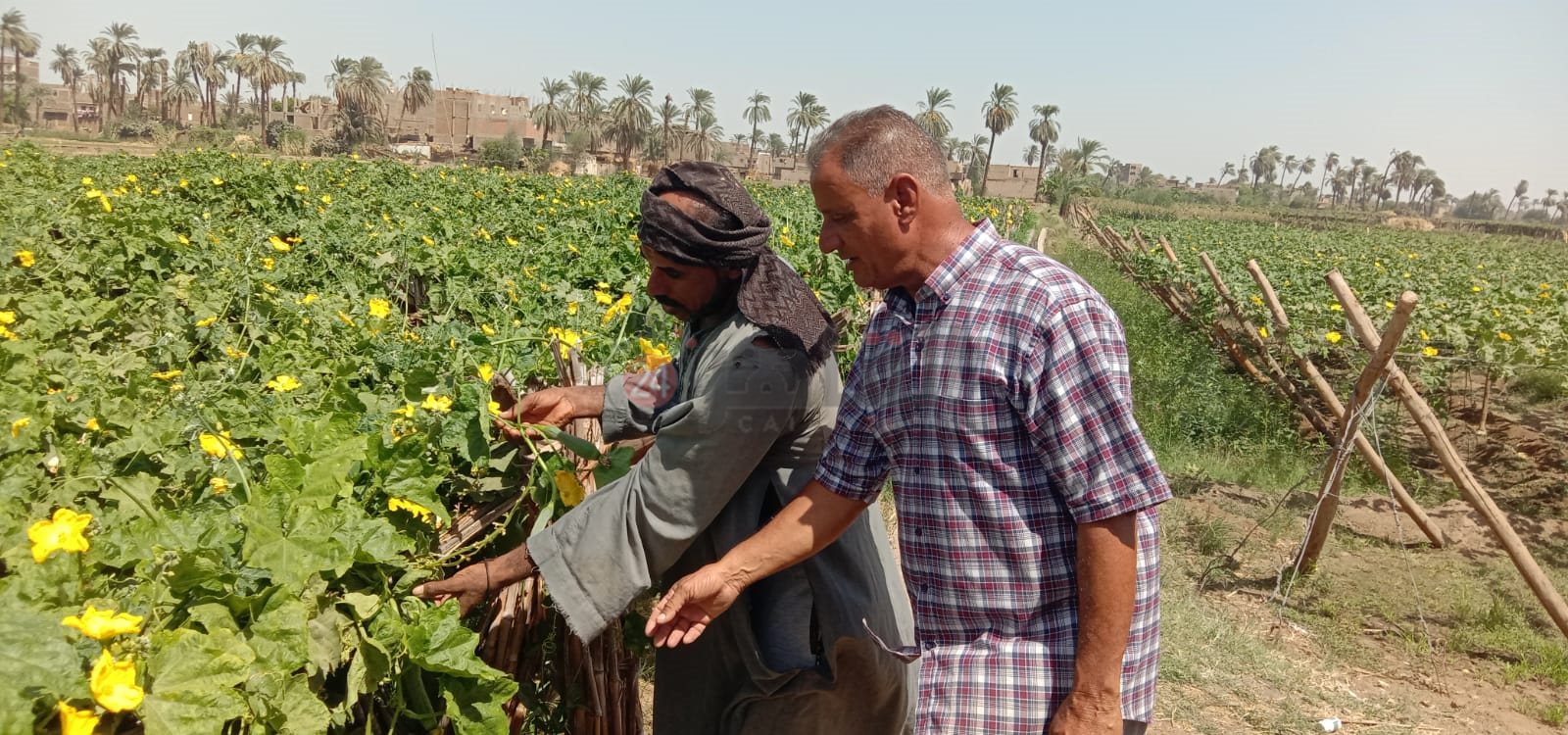 زراعات نادرة .. تغنيك في سنة 