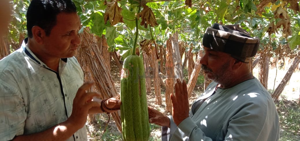 زراعات نادرة .. تغنيك في سنة 