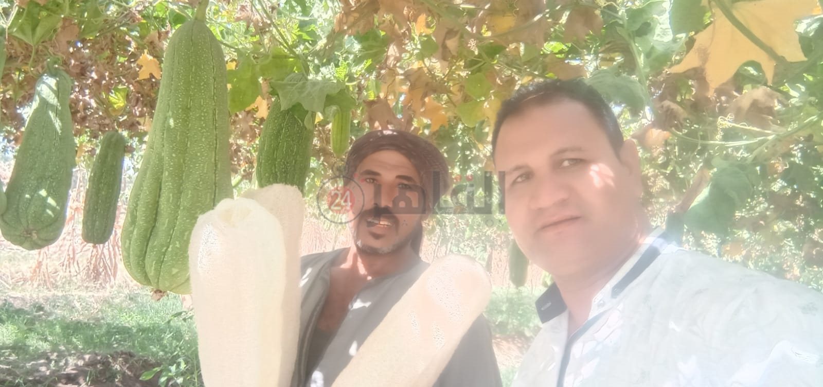 زراعات نادرة .. تغنيك في سنة 