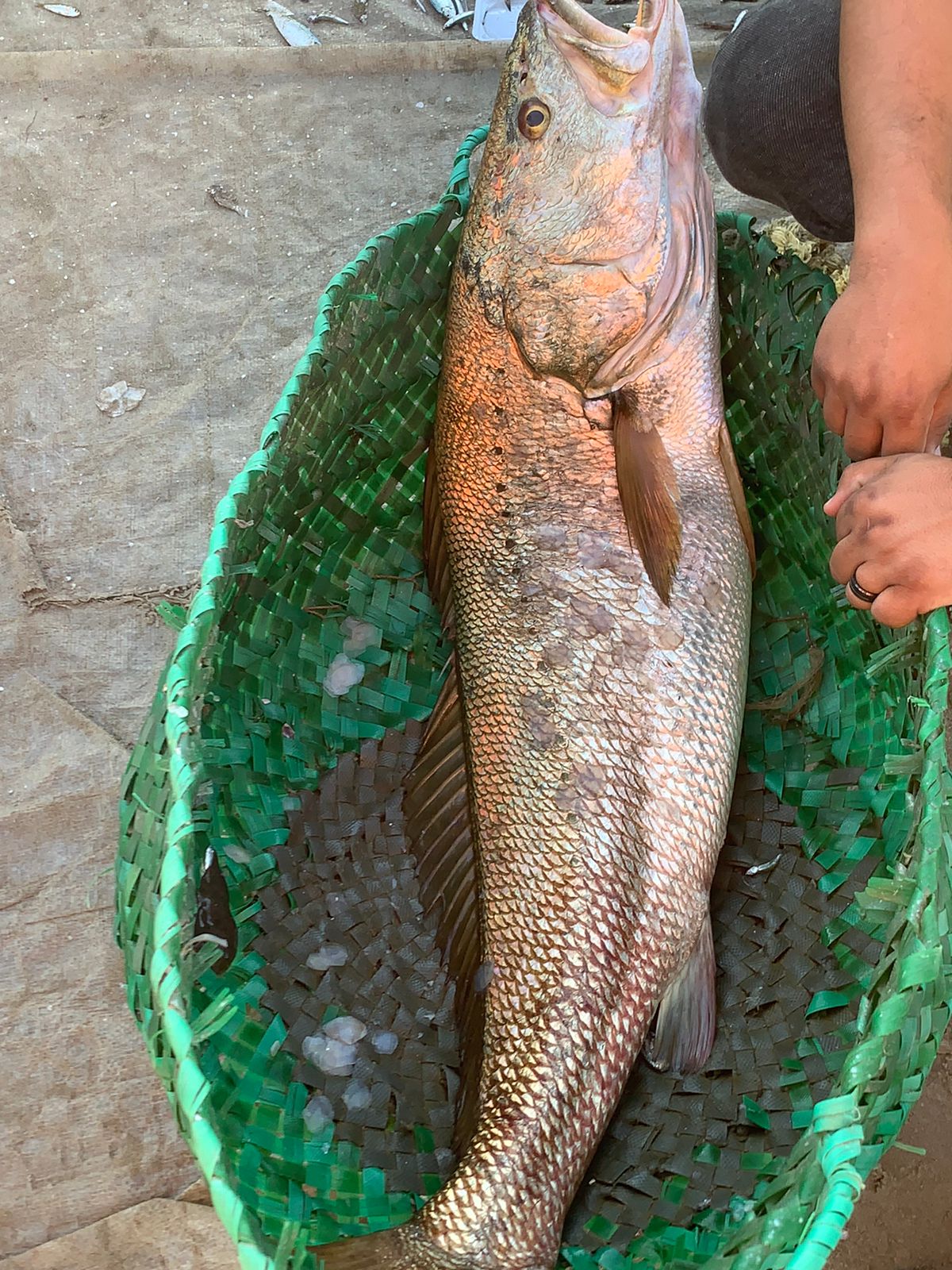 صيد الأسماك ببورسعيد 