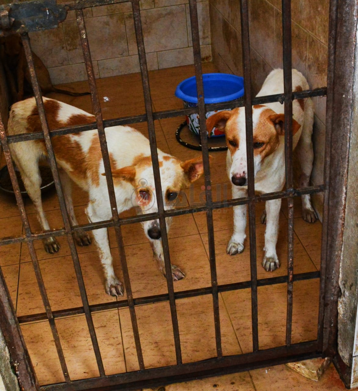 الكلاب داخل كلية الطب البيطري جامعة القاهرة 