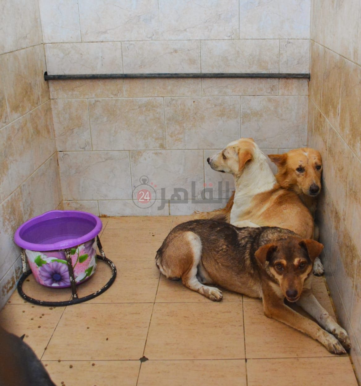 الكلاب داخل كلية الطب البيطري جامعة القاهرة 