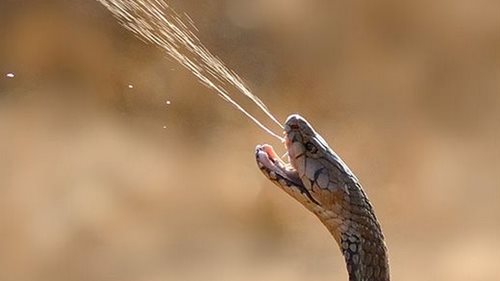 تفسير رؤية الثعابين في المنام