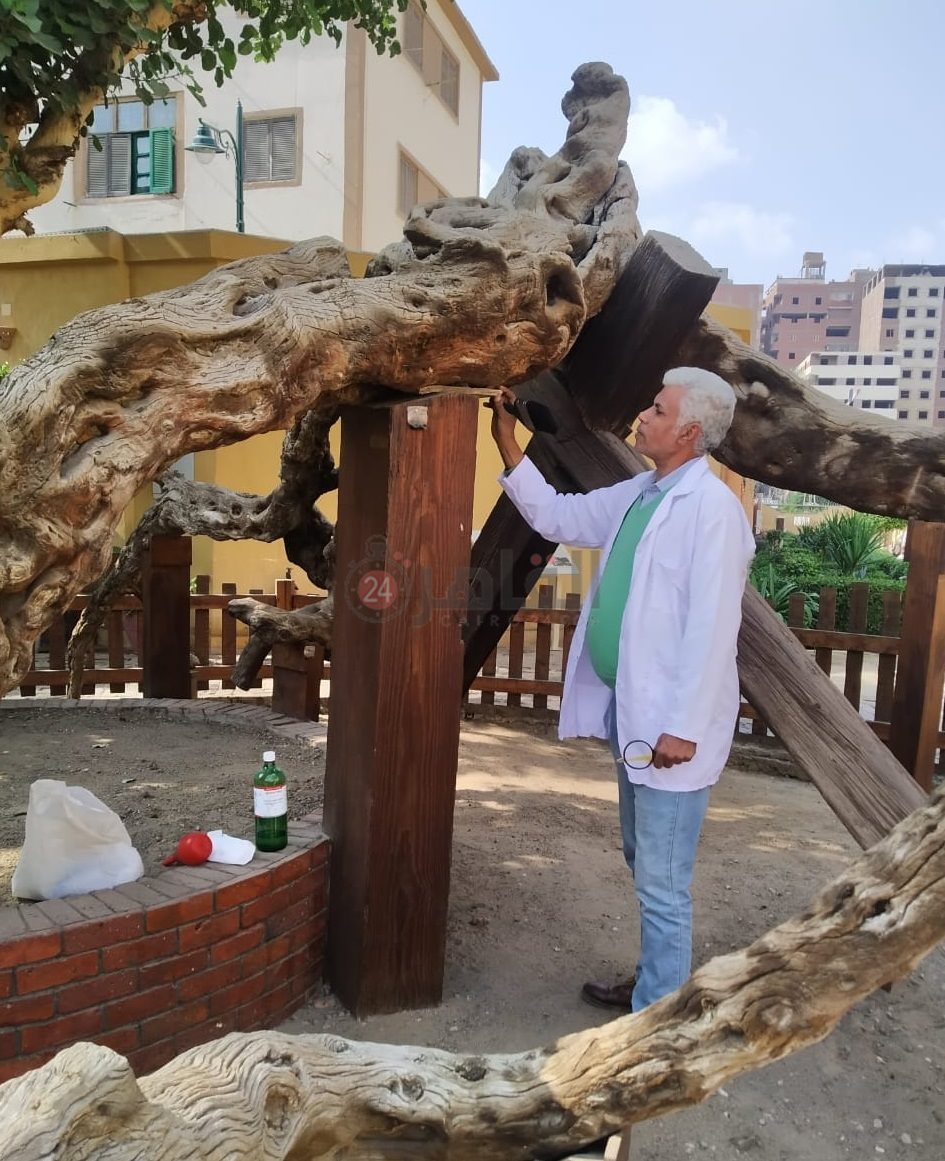 الآثار تتابع الإجراءات اللازمة لصيانة شجرة مريم الأثرية بالمطرية (1)