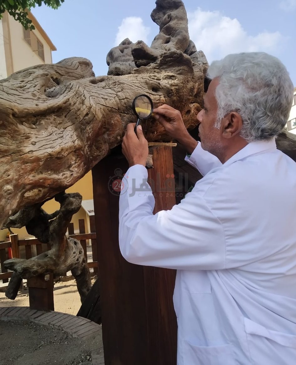 الآثار تتابع الإجراءات اللازمة لصيانة شجرة مريم الأثرية بالمطرية (2)