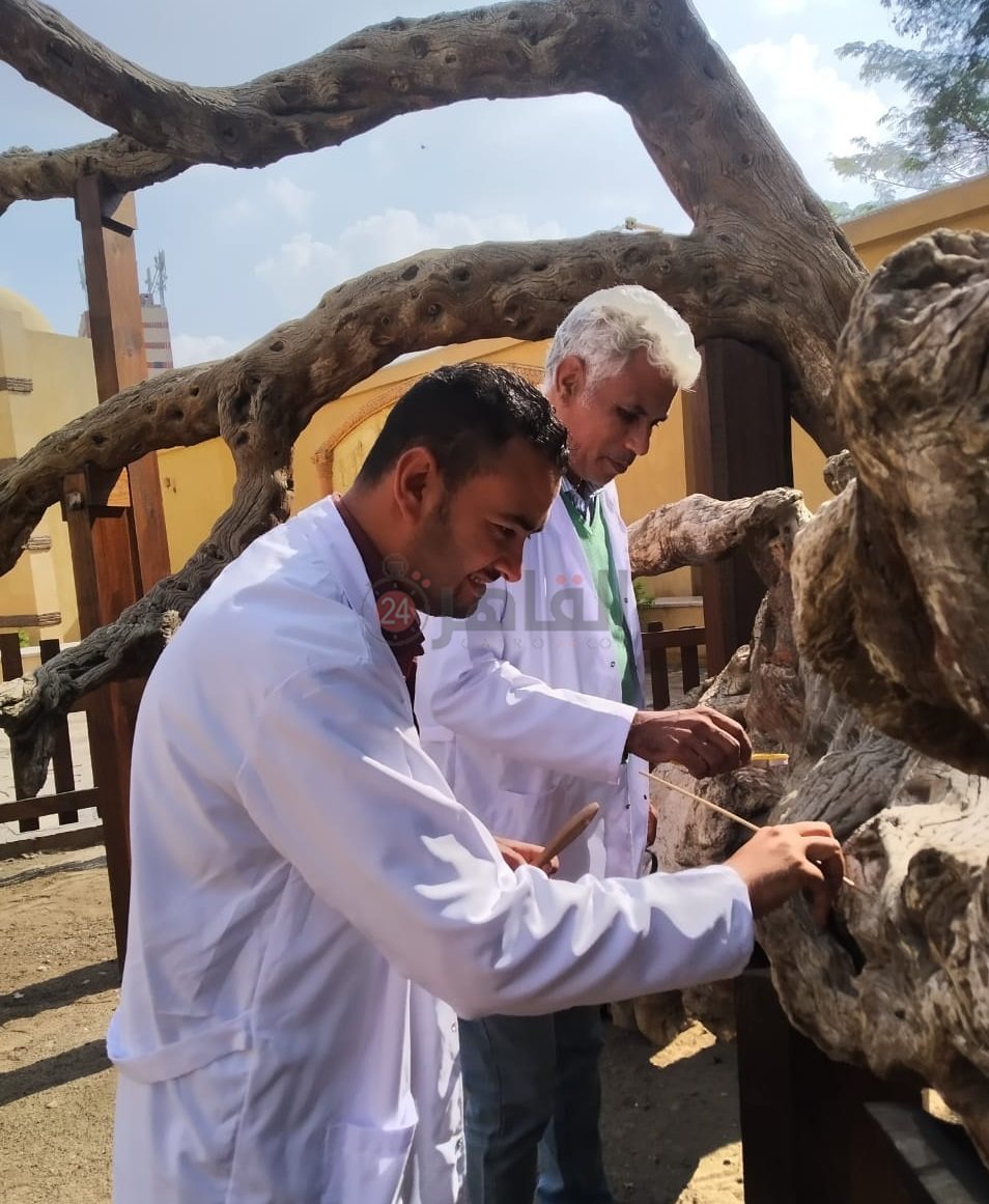 الآثار تتابع الإجراءات اللازمة لصيانة شجرة مريم الأثرية بالمطرية (3)